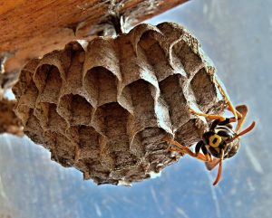 bee-and-wasp-removal