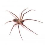 brown recluse spider ohio