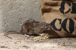 rat eating grain in barn rat control