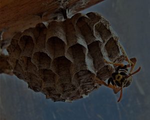 bee-and-wasp-removal